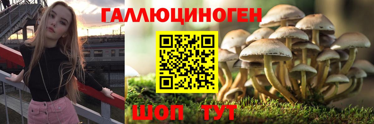 Нижнеудинск  Псилоцибиновые грибы Psilocybine cubensis  Вход с VPN 
